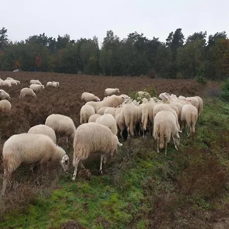 Pets Welcome, Veluwe For