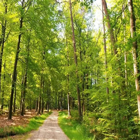 Pets Welcome, Veluwe For *