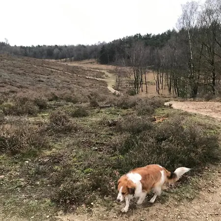 Pets Welcome, Veluwe For * 에르멜로