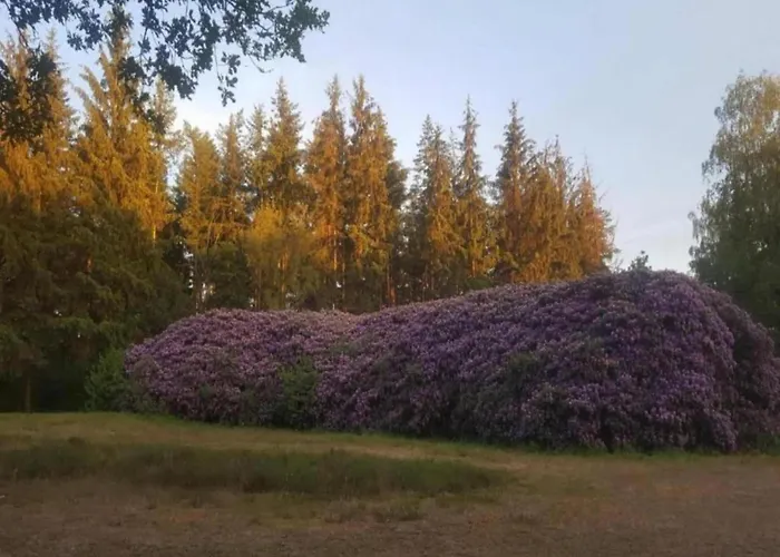 Pets Welcome, Veluwe For *