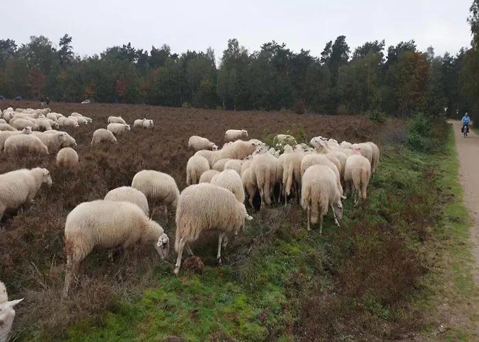 Pets Welcome, Veluwe For