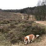 Pets Welcome, Veluwe For * Ermelo