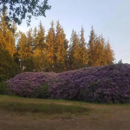 Pets Welcome, Veluwe For *