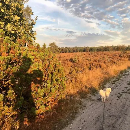 Pets Welcome, Veluwe For Holiday home *