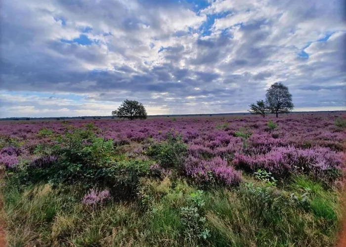 Pets Welcome, Veluwe For * Ermelo